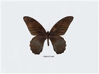 藏品(大鳳蝶)的圖片